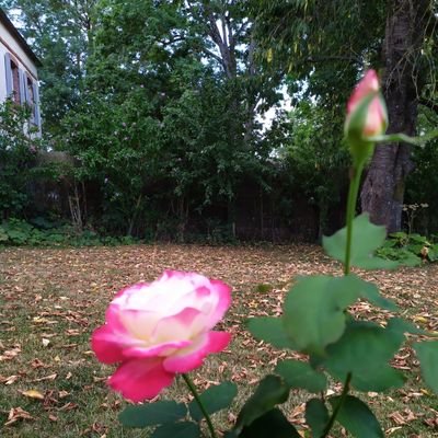 FloraFiszlewicz's profile picture. 