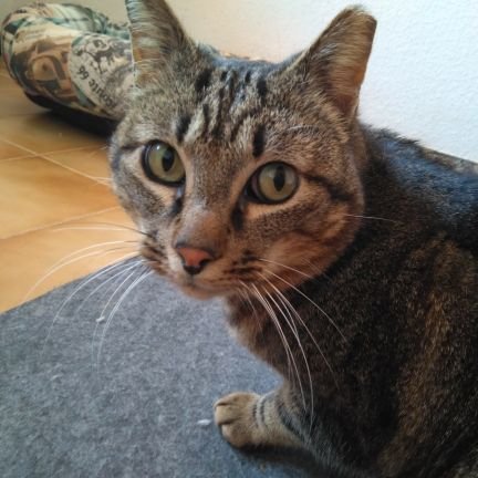 ItxelMixet's profile picture. 