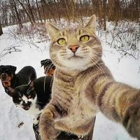 Марианна (@cibir68) 's Twitter Profile