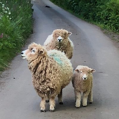 Freshwater Flock 🐑 - native rare breed Devon and Cornwall Longwools, countryman, bit of a musician, folk singer/songwriter and Welsh Rugby fanatic.