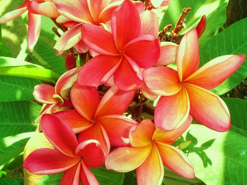 Since 1996, we specialize in exotic plants, especially plumerias, bonsais, and fruit trees.