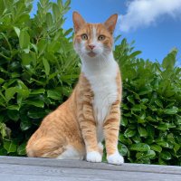 Oliver - @OliverTomCat Twitter Profile Photo
