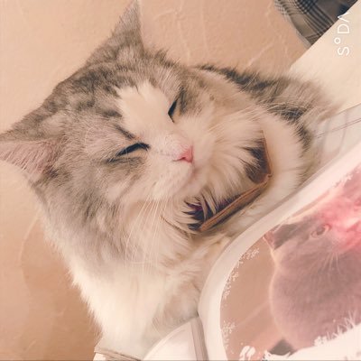 CatCibi's profile picture. 若い方達と、出逢えて楽しませて頂いております。 皆さん優しくて、嬉しいです😭とっくに成人しております…  よろしくお願いします❤