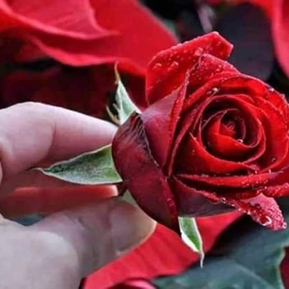 MarcoNono6's profile picture. ‏😋😘 عاشق الانوثة الهائجة # Lover of raucous femininity