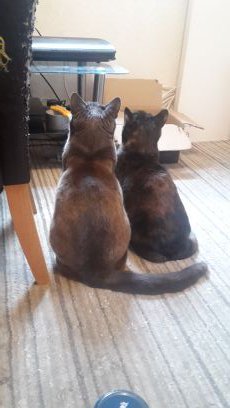 angelascullion7's profile picture. 