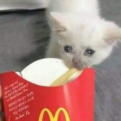 Pugg On Twitter Trading Also Trading Teddy Skele Panda Pal Lf Turtle Neon Legendarys Kangaroo Parrot Giraffe Adoptme Adoptmetrading Adoptmetrades Adoptmetradings Roblox Https T Co Xejzwpbc1p - trading also trading teddy skele panda roblox cat teddy Pugg On Twitter Trading Also Trading Teddy Skele Panda Pal Lf Turtle Neon Legendarys Kangaroo Parrot Giraffe Adoptme Adoptmetrading Adoptmetrades Adoptmetradings Roblox Https T Co Xejzwpbc1p - roblox cat teddy