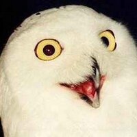 bingen (@ibi) 's Twitter Profile