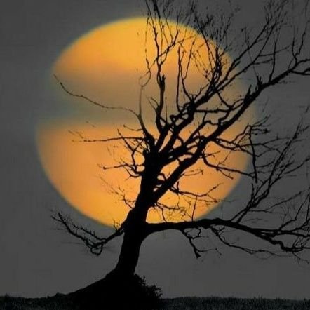 OCTh3cbGH1DHf17's profile picture. أنتظرني لكي أبوح لك بمكنون  روحي فأمطاري تساقطت
على قراميد الكلام ومن عبق الندى فاح أريج الحب فأنت من أوقد الفوانيس المطفأة وعصفور الحب الذي شدا
بأجمل الألحان ⁦