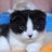 猫大好きんぐのアイコン