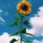 Albandari288's profile image