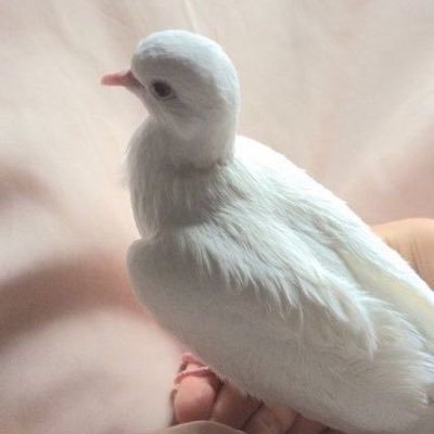 ram pam pam pam matei um homi Profile