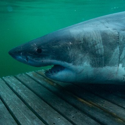 I'm the queen! Excited to share my travels with humans. Tagged by @OCEARCH in Nova Scotia. My name is Mi’kmaq for Cape Breton & means Land of the Fog.