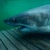 The Great Unama'ki (@unamakishark) Twitter profile photo