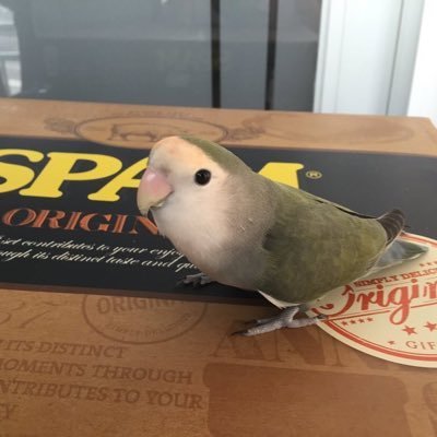 크로레스さんのプロフィール画像