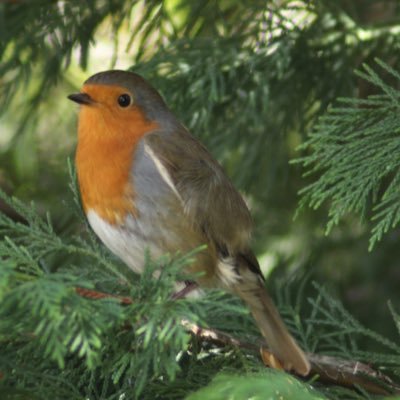 claire7skinner's profile picture. beginner photographer @wildlife @nature @flowers @moon