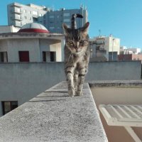 AntonioMartínezAres (@mellamoares) 's Twitter Profile