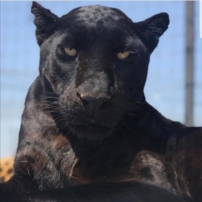 whoshochya's profile picture. 