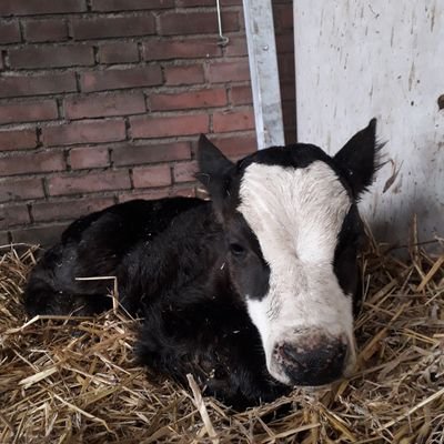 Boer Smul op Boerderij Boterhuys
Verbinding tussen mens, dier en natuur.
Biologisch, Blaarkop, Schapen Weidevogels Natuurbeheer