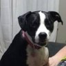 DkBlueNite's profile picture. Cat whisperer, Dog not so whisperer. #resist Please no DMs.
