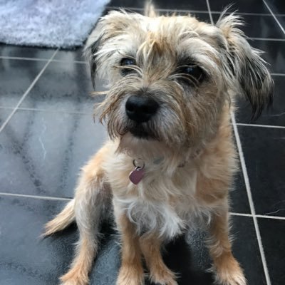 sophieholahi's profile picture. work account