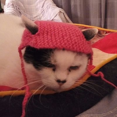 Nala1459's profile picture. J'étais sourde, édentée, grimpais sur le canapé grâce à des boîtes à chaussures. 16 ans de bonheur. Je les surveille depuis les 🌟.  Maman forever.