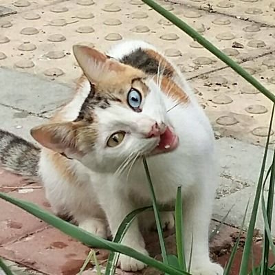 nurieris67's profile picture. #MustafaKemalATATÜRK ❤
Doğa ve Patili canları sever💚
Takip ⏩Folw. %100~veFB💛💙
DM 🛇RT hesabıdır🔊