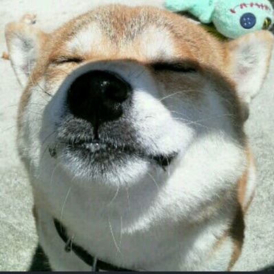 ショコラさんのプロフィール画像