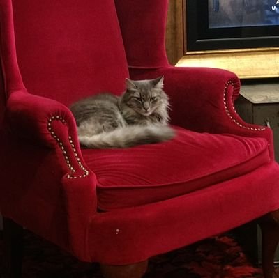 sprechercat's profile picture. 