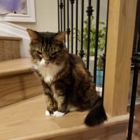 Mr. Nibs๐ (@mrnibs3) 's Twitter Profile