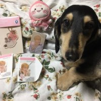 Misapipiriko (@misapipiriko) 's Twitter Profile