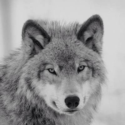 Wrvyyy's profile picture. ❗🔞Highly NSFW❗gay furry stuff;
 Zh/En/aprendiendo español. Minors will be blocked on sight. 有大量福瑞/男同/色情内容，未成年互动即block。