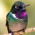 Jose L. Alcantara (@jlalcantbirdy) Twitter profile photo Jose L. Alcantara (@jlalcantbirdy) Twitter profile photo
