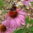 amlittle's profile image
