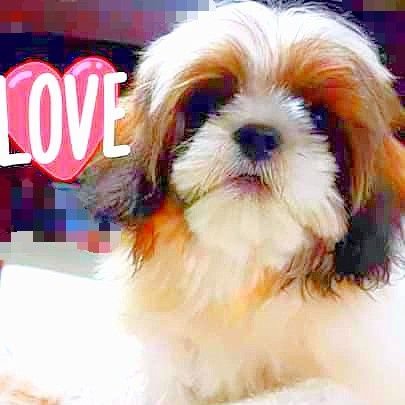 pulangpulangred's profile picture. 