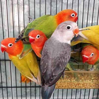 adilompenai's profile picture. 