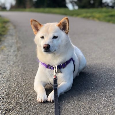 Shiba mom in Seattle. Lifelong DJ, forward thinker. Just be honest and I’ll give you the respect you deserve.