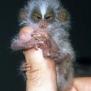 Jimmy Potts - @Geckoqld - Twitter