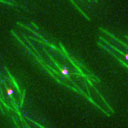 masamitsu_sato's profile picture. Studying on microtubule structure of fission yeast. University of Tokyo. (JST, PRESTO researcher) 研究のこともそうでないことも。