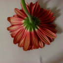 heather halvorson - @singlefire - Twitter