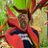 Lampax1's profile image