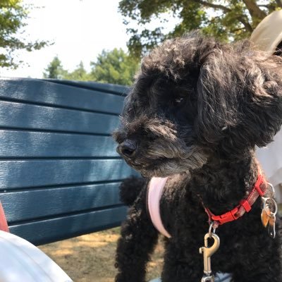 luna_canzone's profile picture. 甘党。チョコレート与えるととても喜びます。最近は刀持った布団子に心酔中。