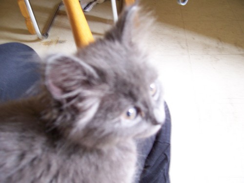 BerkshireGrrl's profile picture. Dedicated to you and only you, everyone.