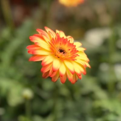 laiweilun's profile picture. I'm a simple man
