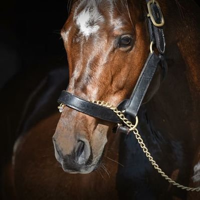 thunderbold3428's profile picture. ❤❤❤2010-2011 sezonu Şampiyonu TRABZONSPOR💙💙💙