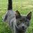 Cat food provider to Loki & Rose. Public defender. views expressed are my own.