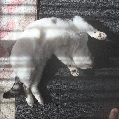 F1HV0HfurMecD4m's profile picture. ヱビスいのち