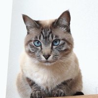 整体ねこのてトラ (@nekonotestaff) 's Twitter Profile