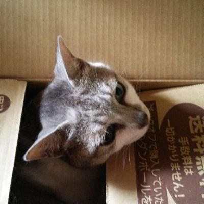 乃々宮トカネさんのプロフィール画像