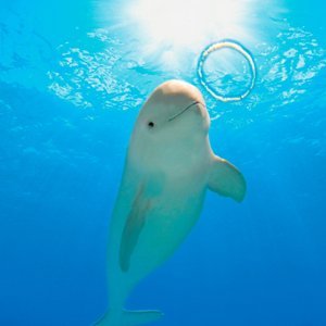 イルカやクジラは、賢い生物で霊性が高く、傷ついた人の心癒す事ができると言われています。自由なイルカのオーラを感じていきたい。特撮やスピリチュアル的な事が好きですが、何でもかじりにいきます🐬
よろしくお願いします✨🐋