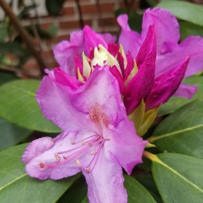 🐝🌹Backyard Superheroes🦸♀️🦹♂️🦸🦹where YOU sow&grow Paint Piano Peace Poet Civic Creative Maker NatureLover Dad Husband Bro Son 5a6bMI♻️🍀🌻❤ @pistolwink